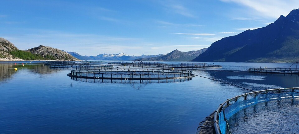 Cermaq toma medidas frente a temperaturas del mar inusualmente altas