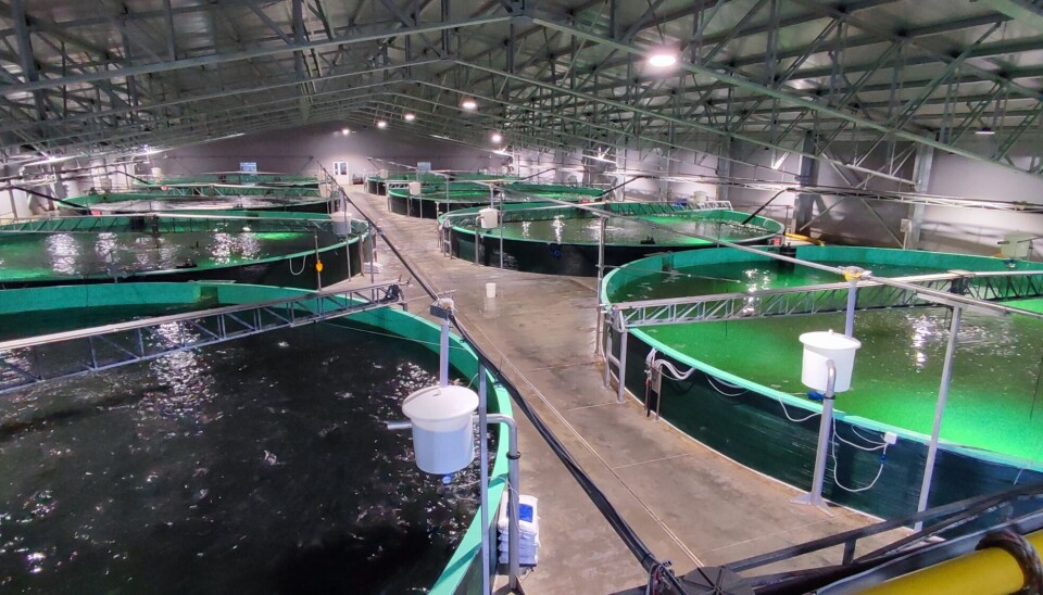 RAS vs flujo abierto: existiría influencia y diferencias en el microbioma branquial Piscicultura, estanques, agua dulce