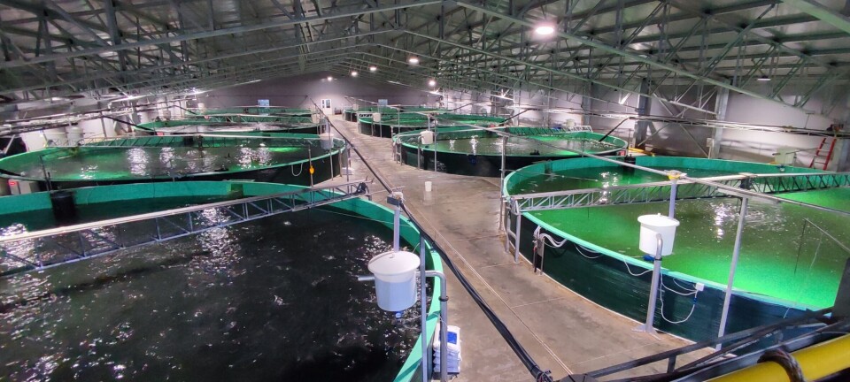 ¿Cómo fue la situación productiva y sanitaria de la salmonicultura en agua dulce?