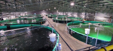 RAS vs flujo abierto: existiría influencia y diferencias en el microbioma branquial