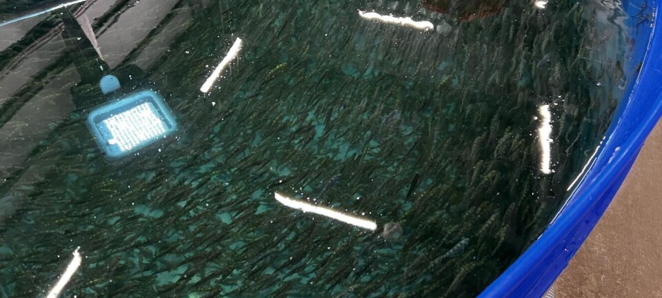 Los problemas de turbidez se mantienen para un productor de salmón en RAS