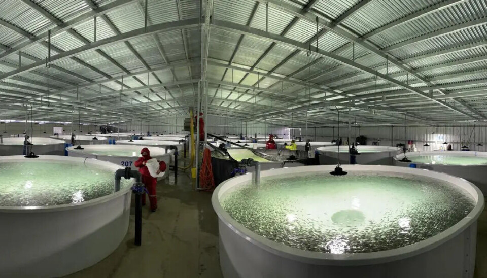 Piscicultura emplazada a orillas del lago en aguas del río Limay.