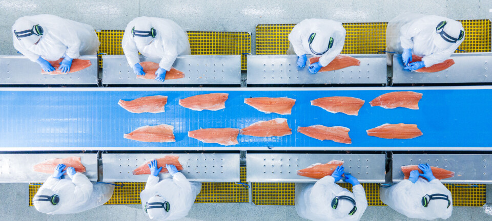 Cooke Chile certifica en Bienestar Animal todo el proceso productivo de su salmón orgánico
