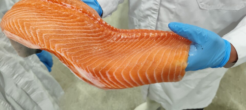 Exportaciones de salmón chileno crecen en valor pese a menor volumen