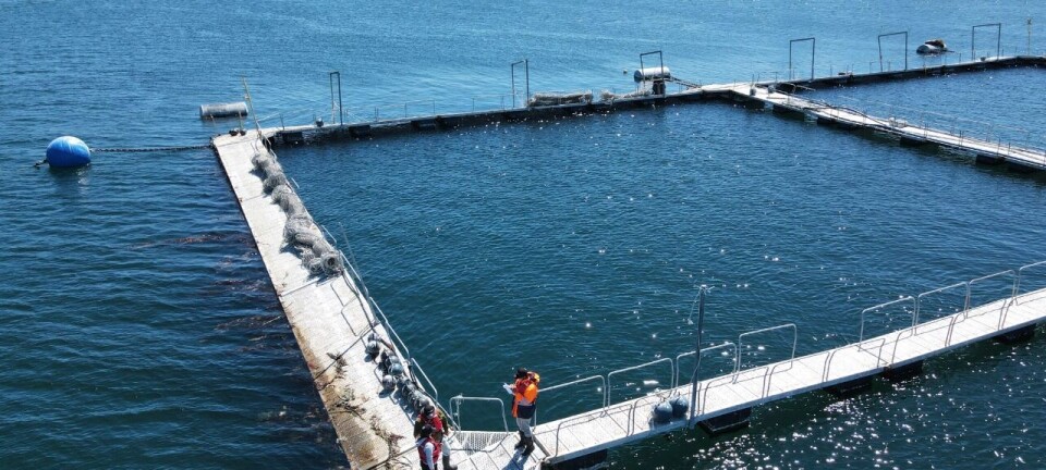 Desafíos en las estructuras de cultivo de salmón para evitar problemas ambientales y escapes