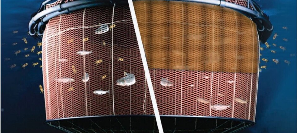 Muestran los resultados concretos de tratamiento no farmacológico contra Caligus