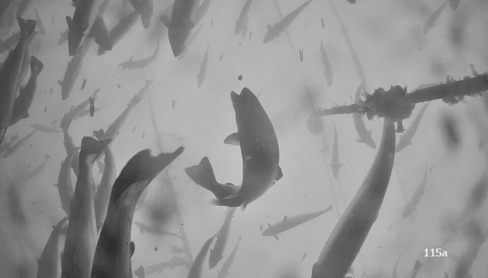 Alimentación y nutrición para el salmón coho: un tema poco estudiado