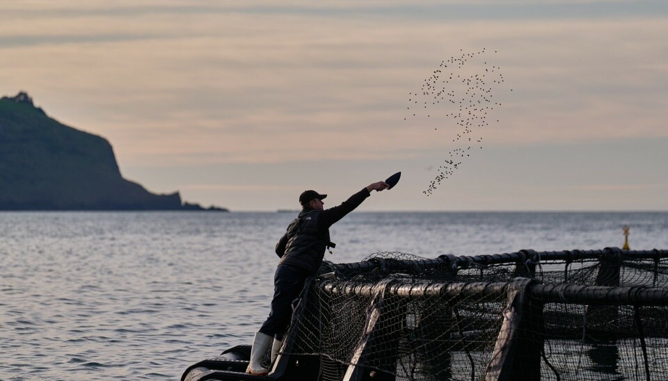 Centro de cultivo de salmón real Akaroa en el puerto de Akaroa, región de Canterbury de la Isla Sur, Nueva Zelanda.