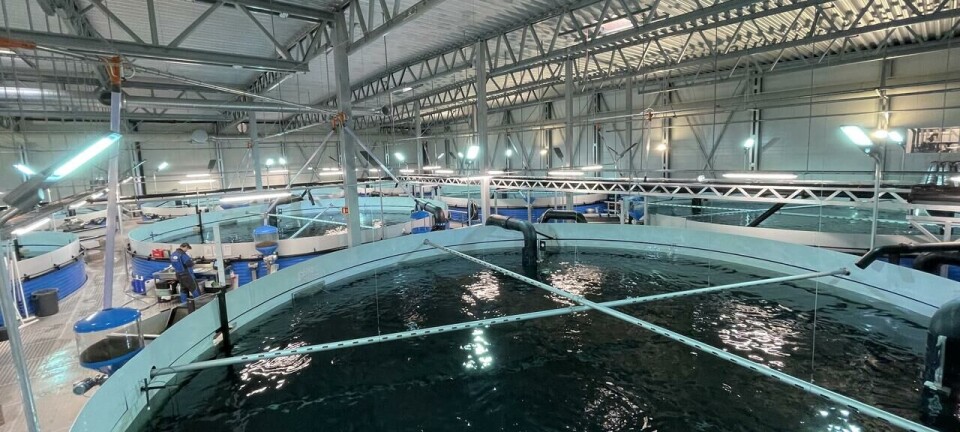 Dos productores de salmón chileno comentan sus planes con post-smolt