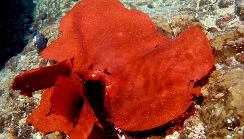 Luga roja (Gigartina skottsbergii)