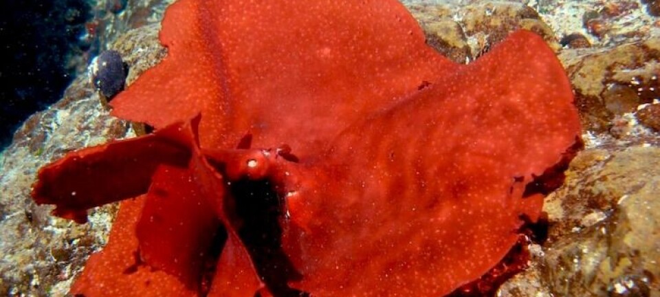 Descubren nuevo compuesto natural con actividad antiviral sobre IPNV