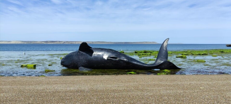 Mortalidad de ballenas: los mitos que han llevado a responsabilizar a la salmonicultura