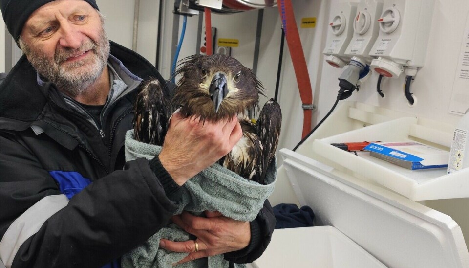Salmonicultora reporta presencia de águila en su centro de cultivo