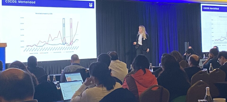 Revelan interesantes avances en alternativas naturales para la salud del salmón chileno