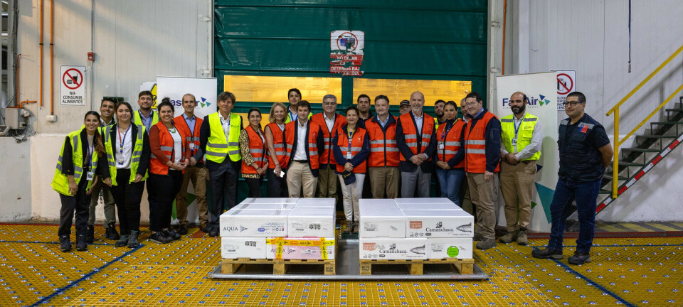 Hito para la industria: despachan a Australia el primer cargamento de salmones chilenos