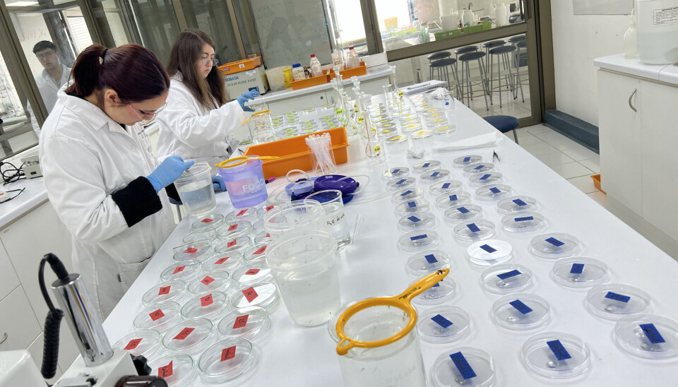 A través de bioensayos se definió que la concentración de 20 ppm del antiparasitario probablemente es aquella más idónea para utilizar en Caligus.