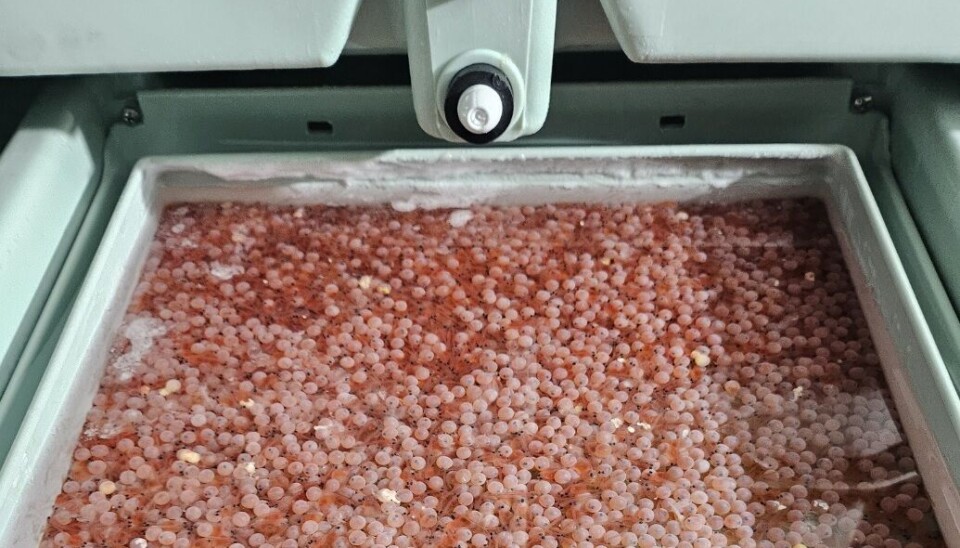 Ovas de salmón listas para ser exportadas.