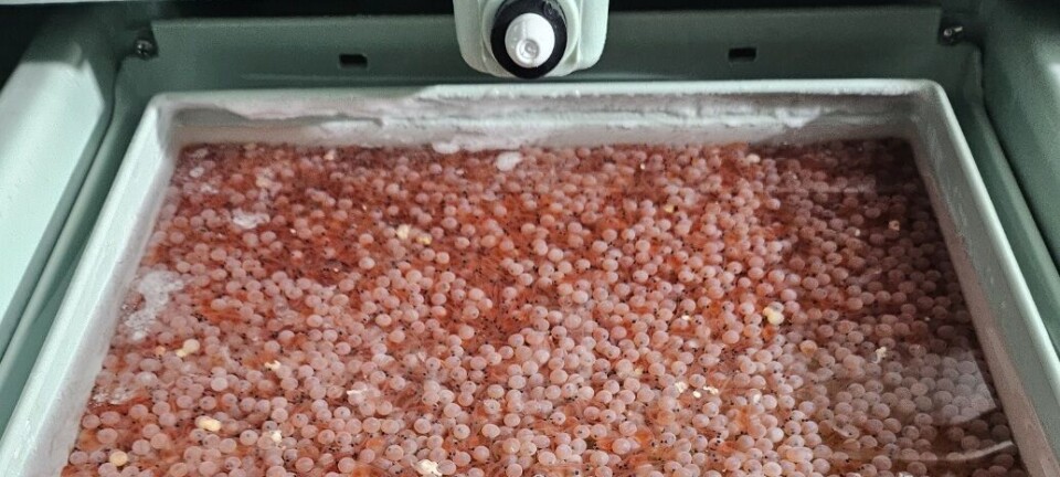 Hito exportador en La Araucanía: primer envío de ovas de salmón a Corea del Sur
