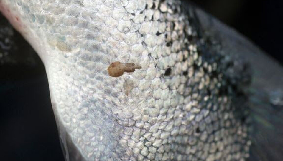 Piojo en el salmón.