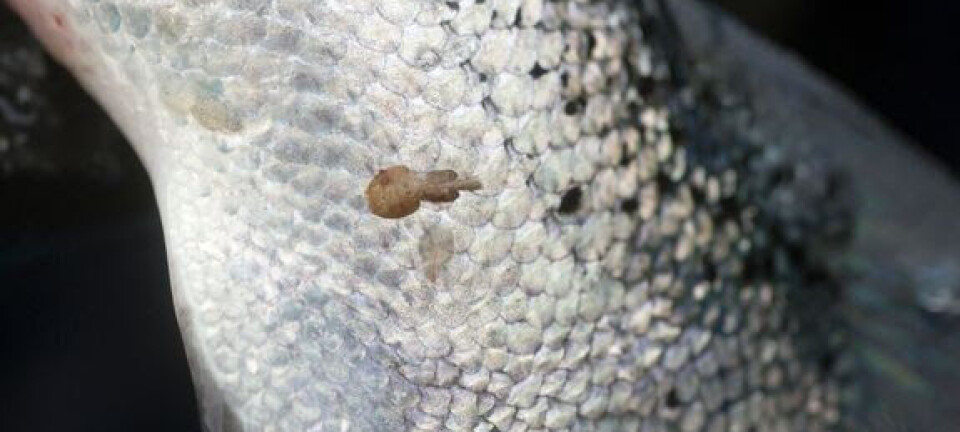 El salmón secreta sustancias que atraen a los piojos de mar