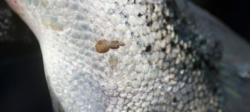 El salmón secreta sustancias que atraen a los piojos de mar
