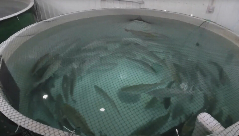 AquaBounty está cosechando peces, en sus instalaciones de Bay Fortune, la última piscicultura que aún operaba.