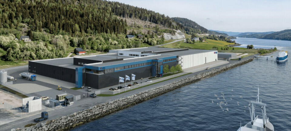 270.000 peces murieron en instalaciones de un productor de salmón