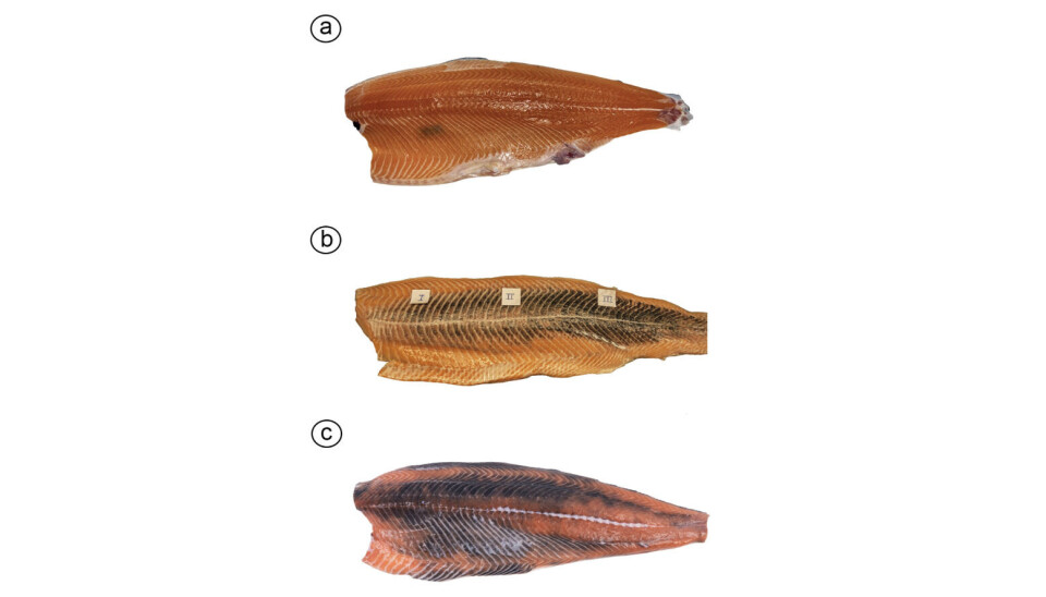 Diferentes tipos de melanosis. (a) Melanosis focal en la región cráneo-ventral del músculo blanco. (b) Melanosis difusa del músculo rojo superficial. (c) Melanosis difusa que afecta a partes importantes del músculo blanco. melanosis