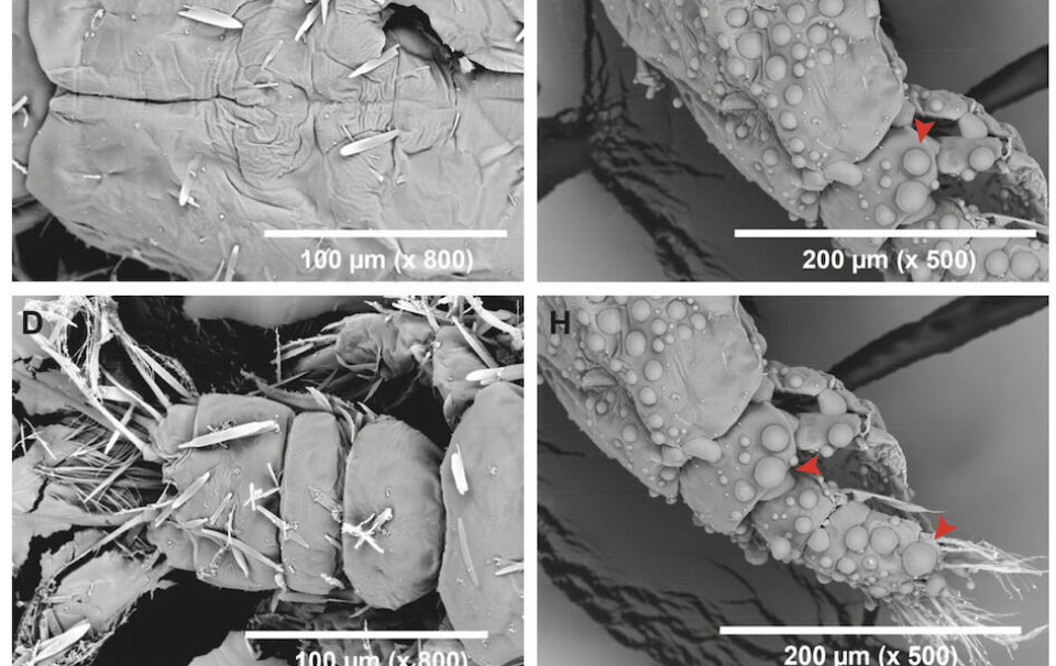 Daño superficial en nauplios II de C. rogercresseyi causado por hepcidina. (C–D) Micrografías electrónicas de barrido (SEM) de nauplios tratados únicamente con agua de mar. (E–H) SEM de nauplios tratados con hepcidina a 75 µM. La flecha roja indica la presencia de estructuras similares a vesículas después del tratamiento con hepcidina.