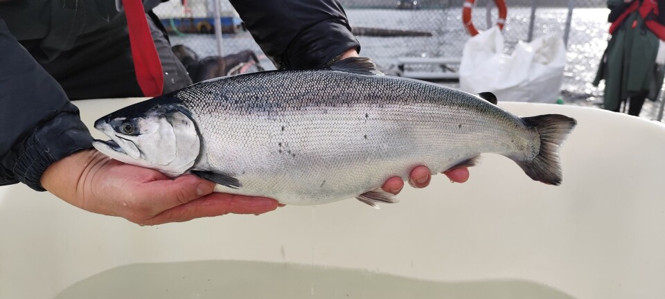 Cosechas de salmón coho decaen un 12% a noviembre de 2024