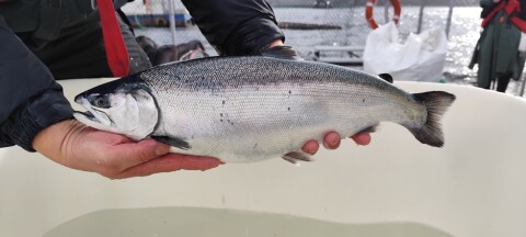 Salmón coho y edición génica: pistas concretas para enfrentar al piojo de mar