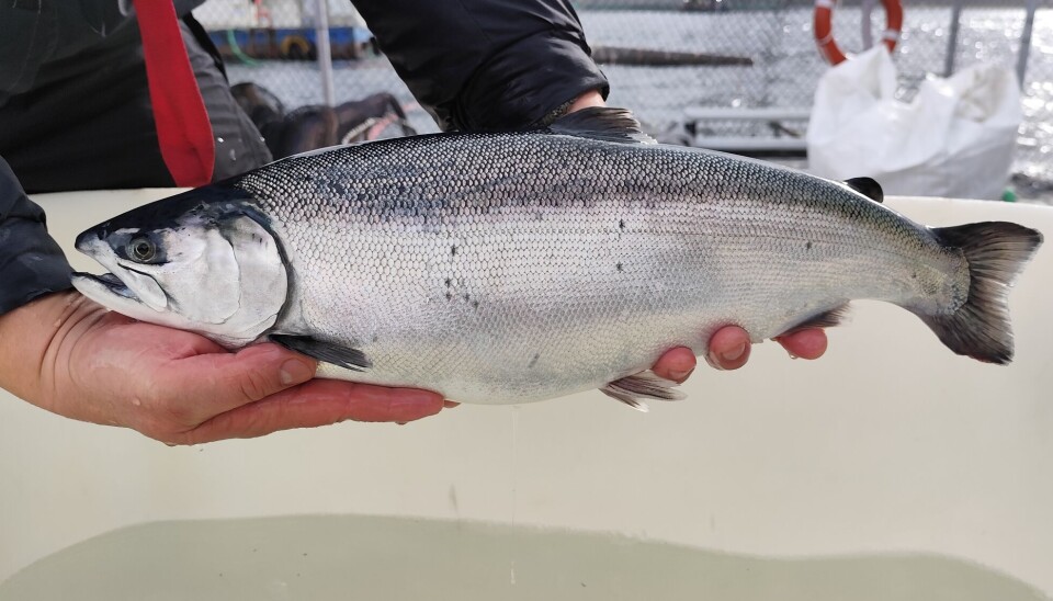 Salmón coho.