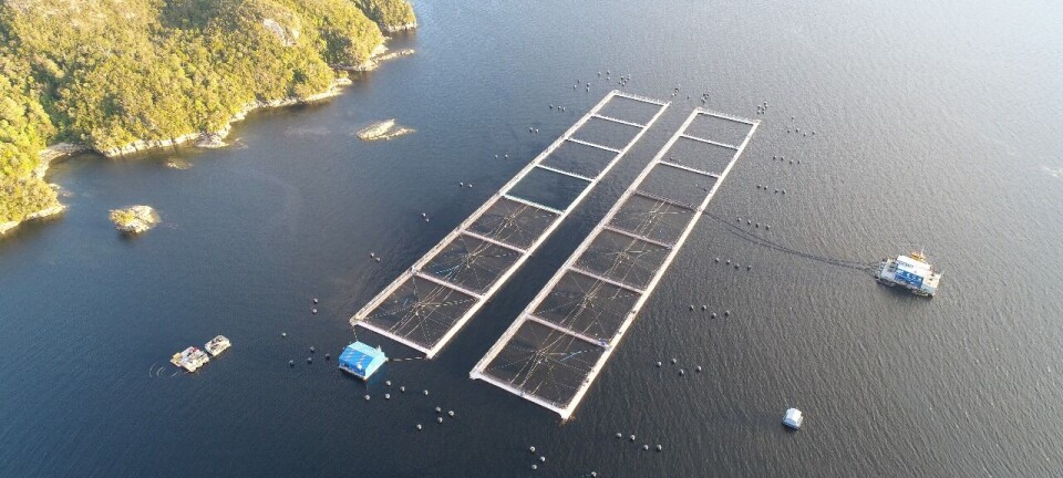 Mowi Chile lidera ranking de mejores empresas pagadoras al inicio de 2025