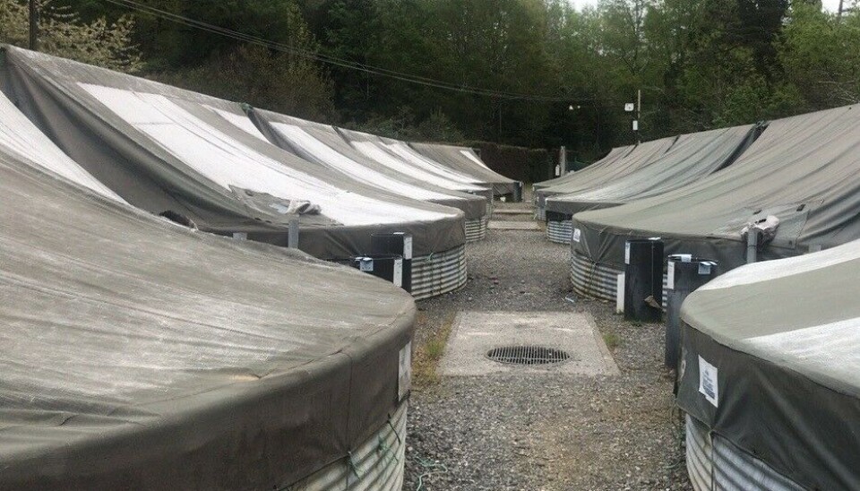 Piscicultura Chesque Alto.