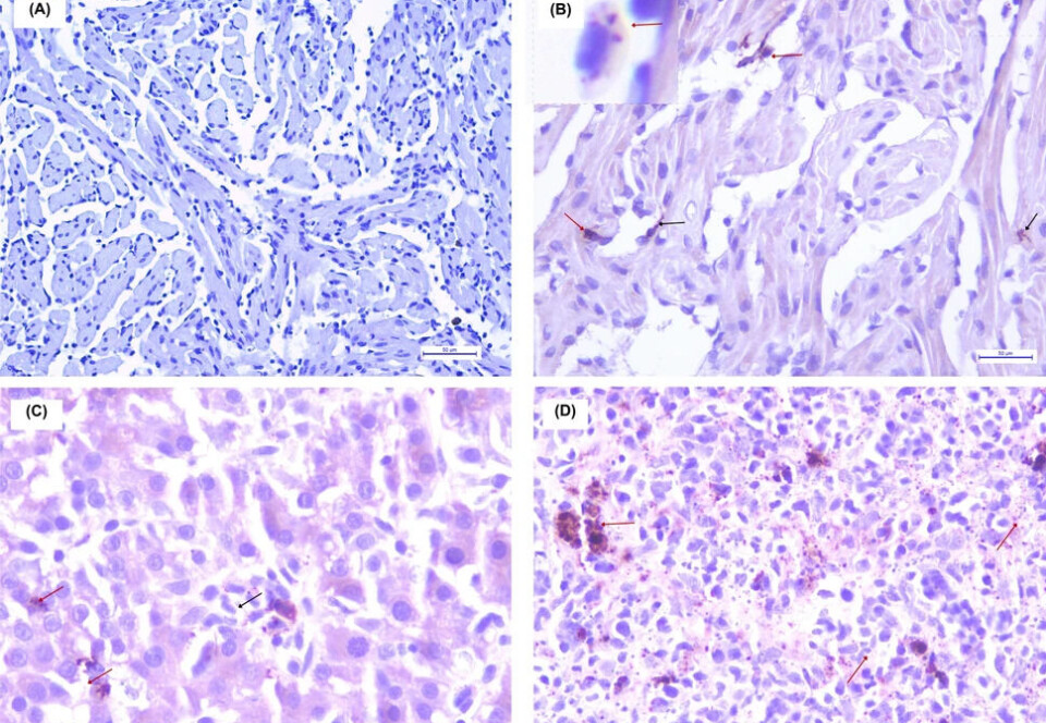 Inmunohistoquímica de muestras de peces infectados por PRV-1 en Chile. A) Control negativo, B) Tejido cardiaco, C) Tejido hepático y D) Tejido de Bazo.
