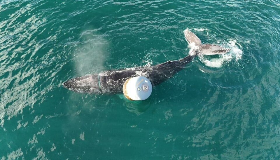 La ballena jorobada enredada en el centro de salmón Invertote de OSH.