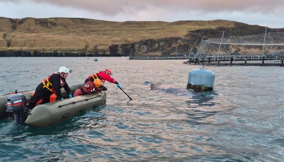 Productor de salmón orgánico abandona sus centros y despide personal