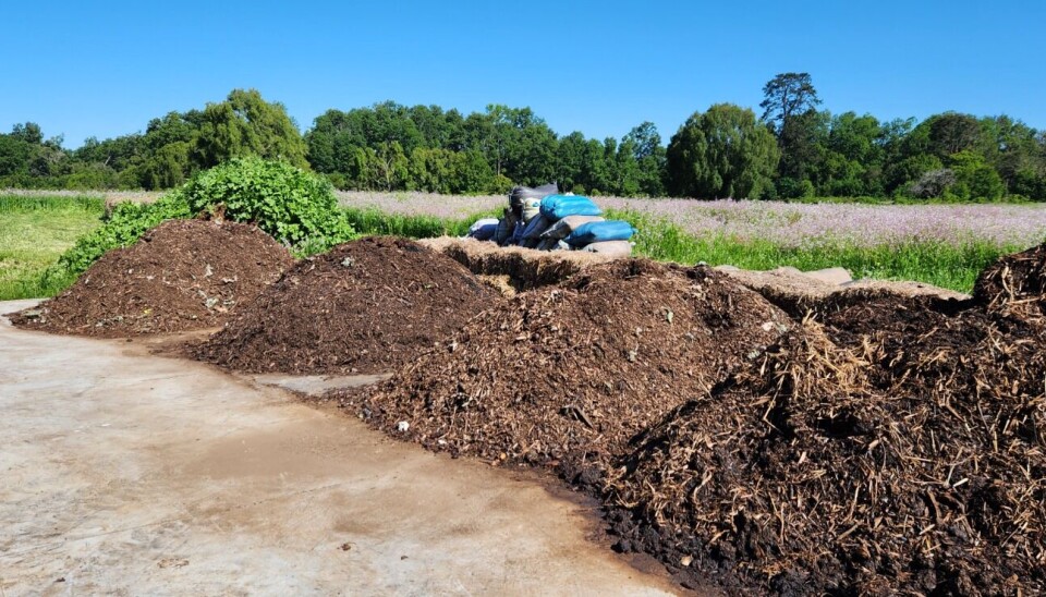 Primeras pruebas realizadas con el compost que incluye el lodo deshidratado de piscicultura.