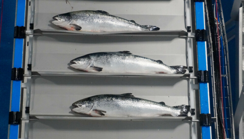 No sólo ocurre en Chile: Reportan importante robo de salmón en Noruega