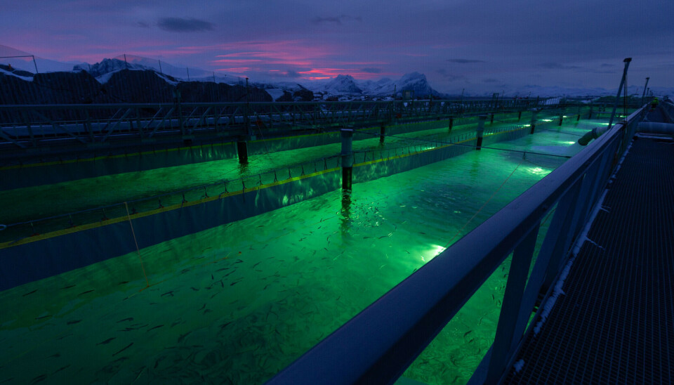 Productor de salmón en tierra consigue gran hito con importante certificación