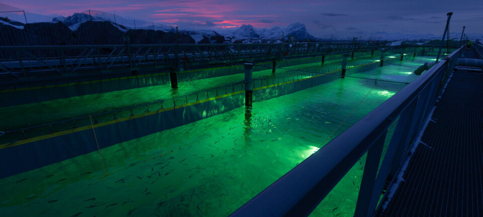 Productor de salmón en tierra consigue gran hito con importante certificación