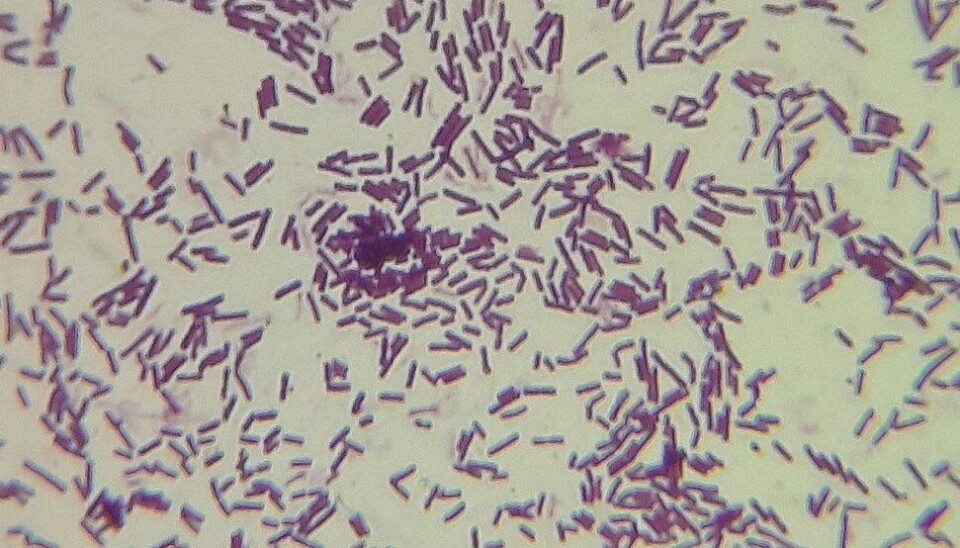 Imagen referencial de bacterias del género Lactobacillus. probiótico, bacteria