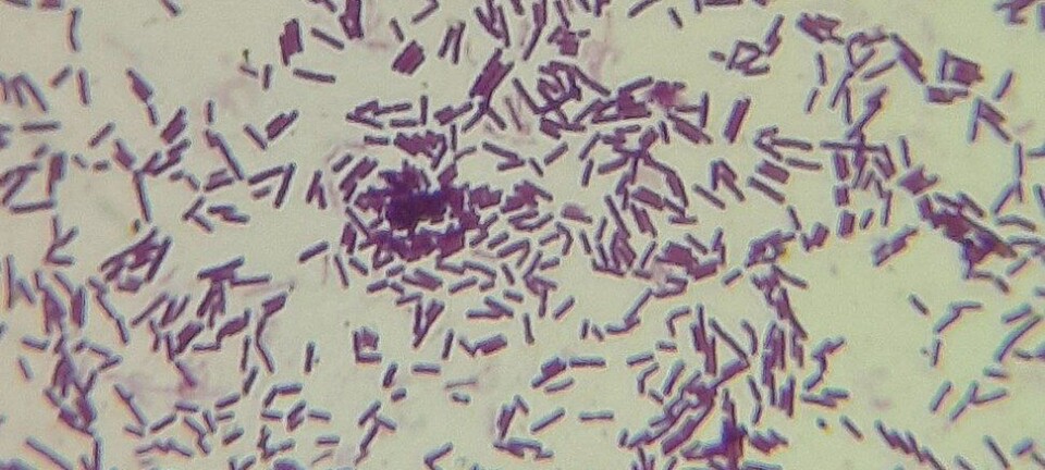 Estudio: probiótico mejora el crecimiento y la salud del salmón coho