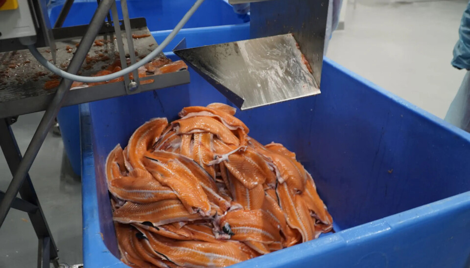 Los recortes de salmón se pueden utilizar, entre otras cosas, para elaborar hidrolizado de proteínas, que a su vez puede tener efectos beneficiosos para la salud.