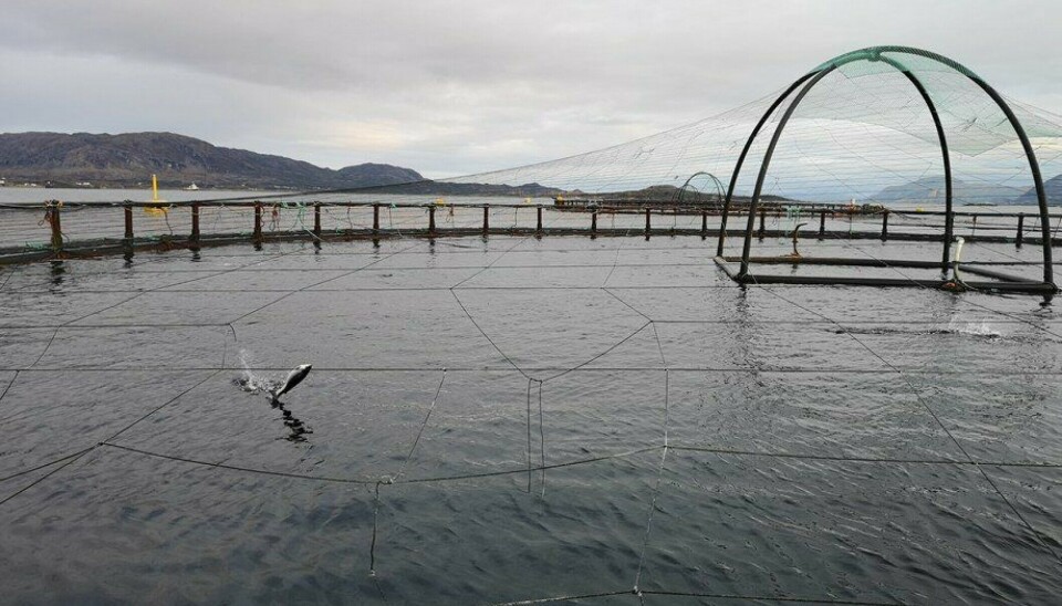 Casi 20.000 peces muertos tras desarrollar úlcera