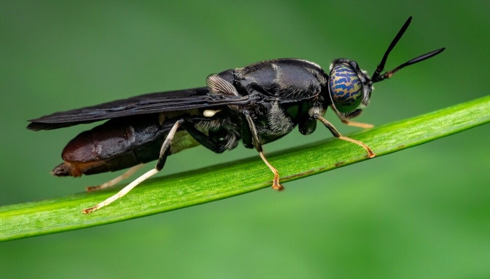 Nuevo hito: el salmón chileno incorpora aceite de larvas de insectos en su dieta
