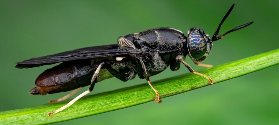 Nuevo hito: el salmón chileno incorpora aceite de larvas de insectos en su dieta