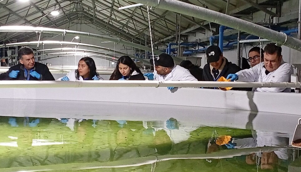 Mowi expande innovador proyecto a la Región de Los Lagos tras éxito en Aysén