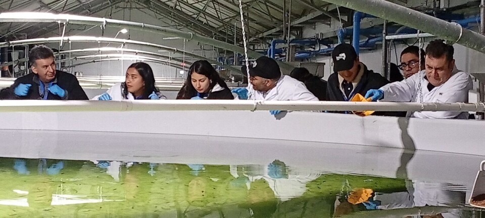 Mowi expande innovador proyecto a la Región de Los Lagos tras éxito en Aysén
