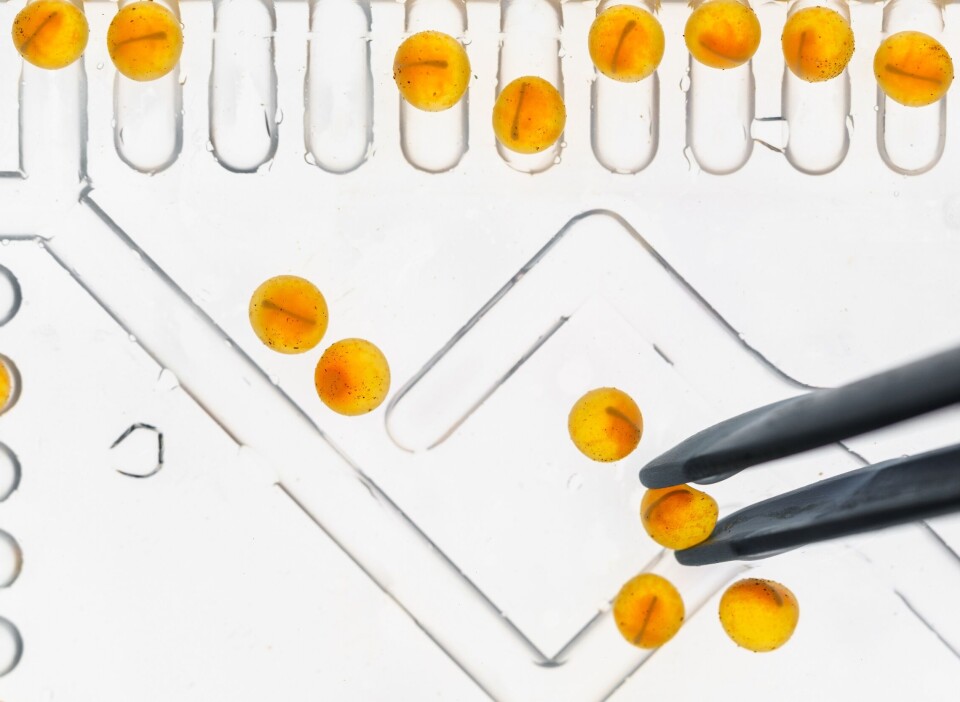 Foto: Benchmark Genetics Chile.